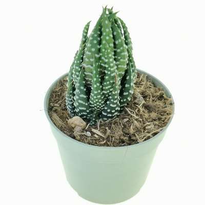 Haworthia reinwardtii var. arachibaldiae - Giromagi