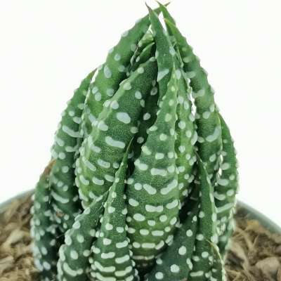 Haworthia reinwardtii var. arachibaldiae - Giromagi