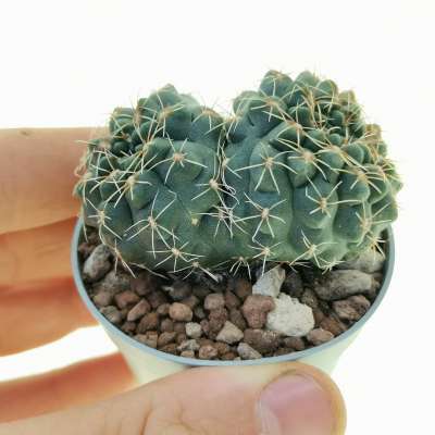 Gymnocalycium baldianum f. dicotomica