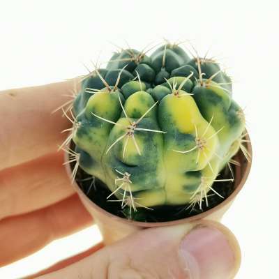 Gymnocalycium baldianum f. variegata