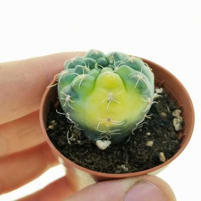 Gymnocalycium baldianum f. variegata