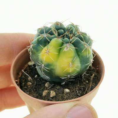 Gymnocalycium baldianum f. variegata