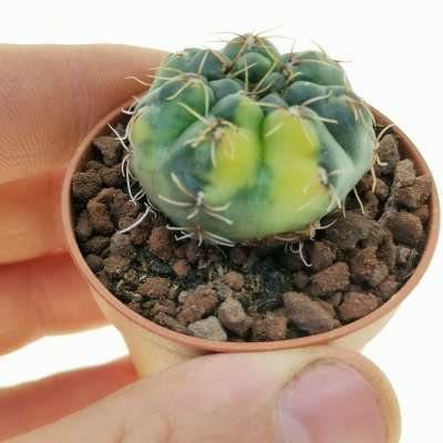 Gymnocalycium baldianum f. variegata