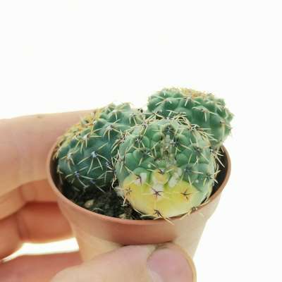 Gymnocalycium erinaceum f. variegata