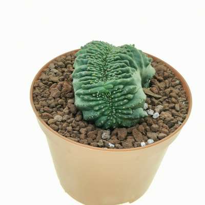 Euphorbia obesa f. crestata (Rare form) - Giromagi