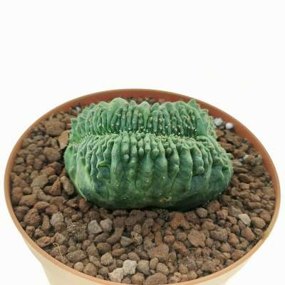 Euphorbia obesa f. crestata (Rare form) - Giromagi