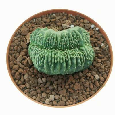 Euphorbia obesa f. crestata (Rare form) - Giromagi