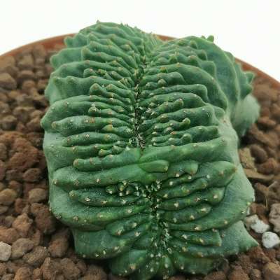 Euphorbia obesa f. crestata (Rare form) - Giromagi