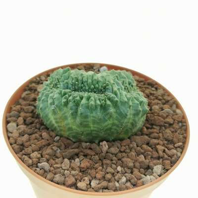 Euphorbia obesa f. crestata (Rare form) - Giromagi