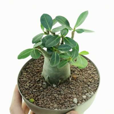 Adenium obesum