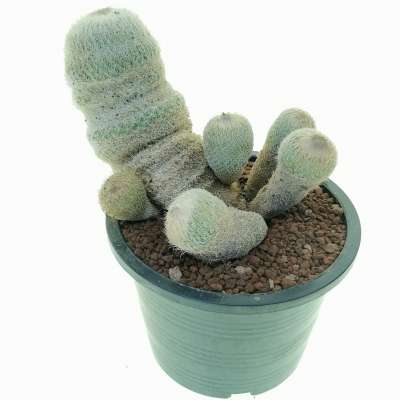 Epithelantha micromeris v. neomexicana (Old plant) - Giromagi