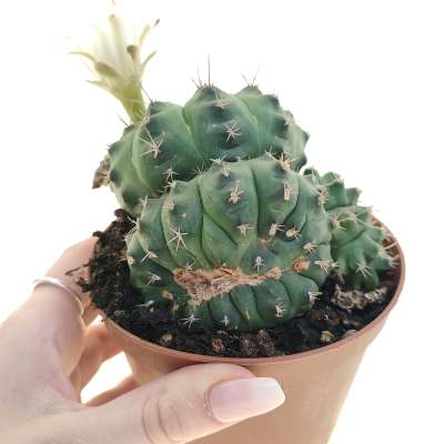Gymnocalycium anisitsii subs. damsii f. mostruosa crestata
