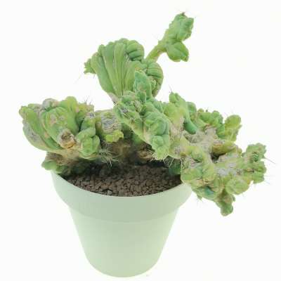 Trichocereus bridgesii mostruoso crestato - Giromagi