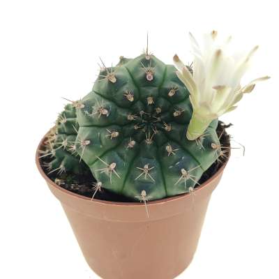 Gymnocalycium anisitsii subs. damsii f. mostruosa crestata - Giromagi