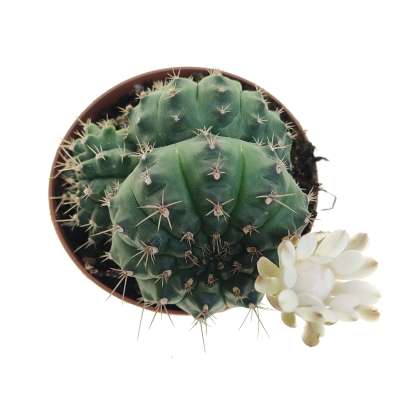 Gymnocalycium anisitsii subs. damsii f. mostruosa crestata - Giromagi