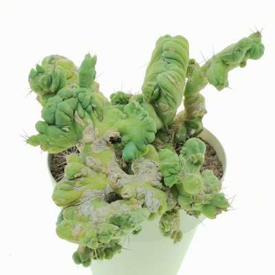Trichocereus bridgesii mostruoso crestato - Giromagi