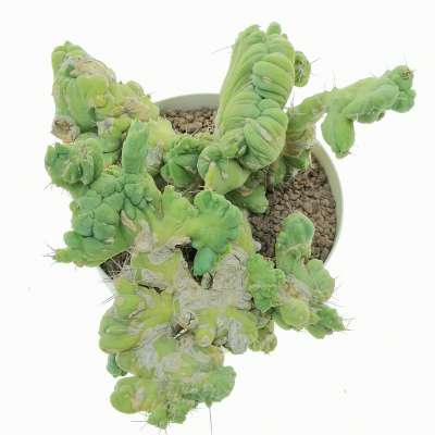 Trichocereus bridgesii mostruoso crestato - Giromagi