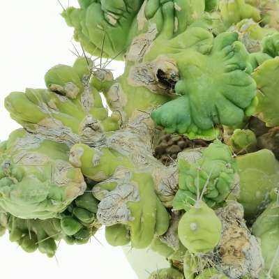 Trichocereus bridgesii mostruoso crestato - Giromagi