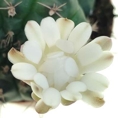 Gymnocalycium anisitsii subs. damsii f. mostruosa crestata - Giromagi