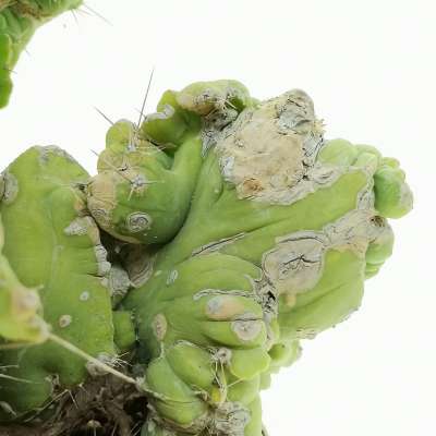 Trichocereus bridgesii mostruoso crestato - Giromagi
