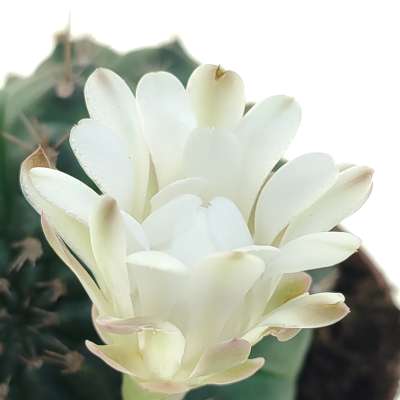 Gymnocalycium anisitsii subs. damsii f. mostruosa crestata - Giromagi