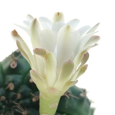 Gymnocalycium anisitsii subs. damsii f. mostruosa crestata - Giromagi