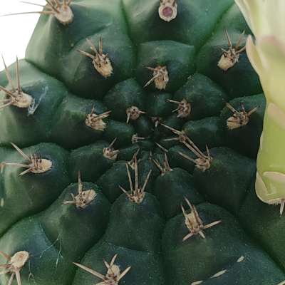 Gymnocalycium anisitsii subs. damsii f. mostruosa crestata - Giromagi