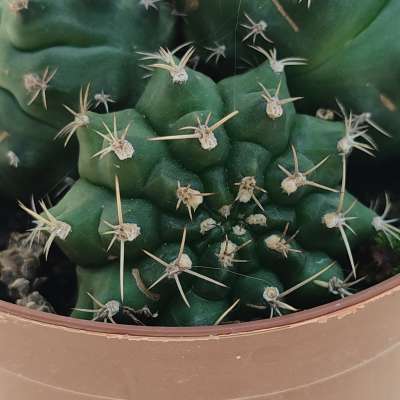 Gymnocalycium anisitsii subs. damsii f. mostruosa crestata - Giromagi