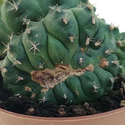 Gymnocalycium anisitsii subs. damsii f. mostruosa crestata - Giromagi