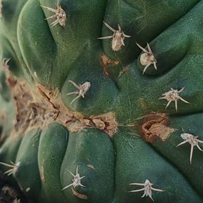 Gymnocalycium anisitsii subs. damsii f. mostruosa crestata - Giromagi
