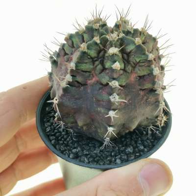 Gymnocalycium mihanovichii 'T-rex' f. variegata