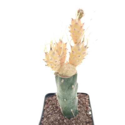 Tephrocactus articulatus var. papyracanthus f. variegata - Giromagi