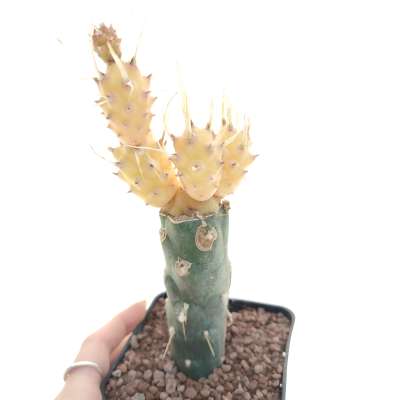 Tephrocactus articulatus var. papyracanthus f. variegata