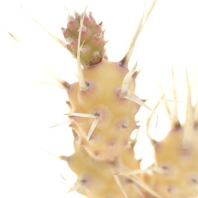 Tephrocactus articulatus var. papyracanthus f. variegata - Giromagi