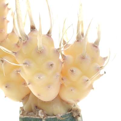 Tephrocactus articulatus var. papyracanthus f. variegata - Giromagi