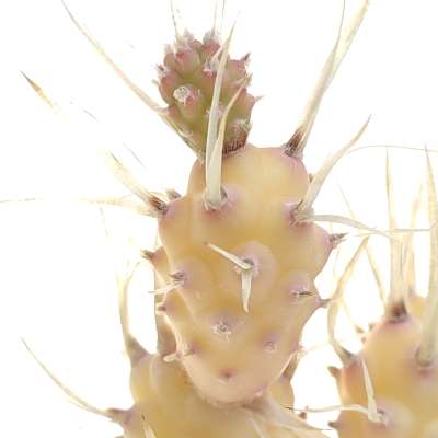Tephrocactus articulatus var. papyracanthus f. variegata - Giromagi