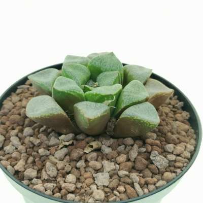 Haworthia picta G259 - Giromagi