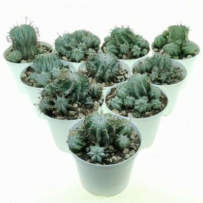 Euphorbia horrida var. Alba 10 pcs