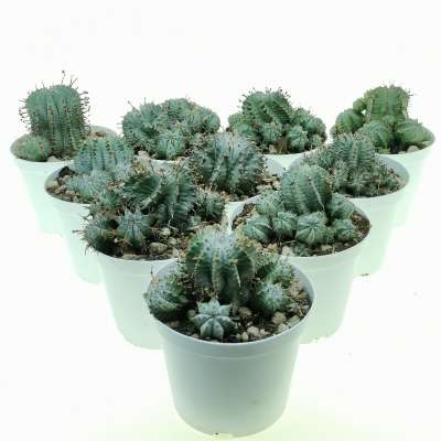 Euphorbia horrida var. Alba 10 pcs - Giromagi