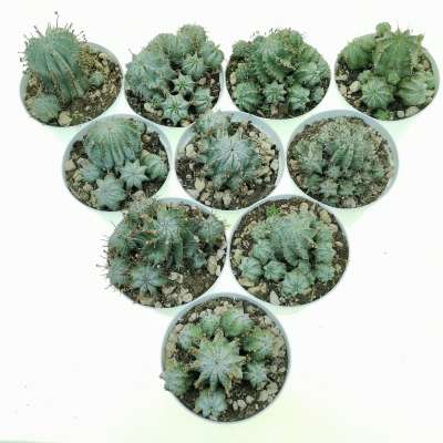 Euphorbia horrida var. Alba 10 pcs - Giromagi