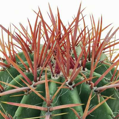 Ferocactus stainesii var. Pilosus - Giromagi