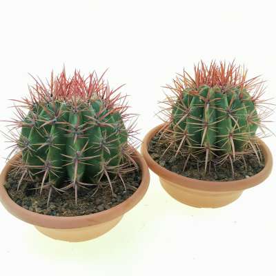Ferocactus stainesii var. Pilosus - Giromagi