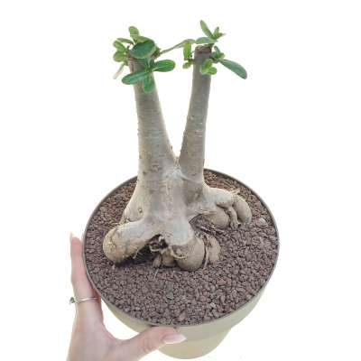 Adenium obesum