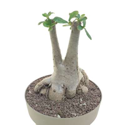 Adenium obesum - Giromagi