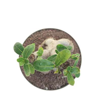 Adenium obesum - Giromagi
