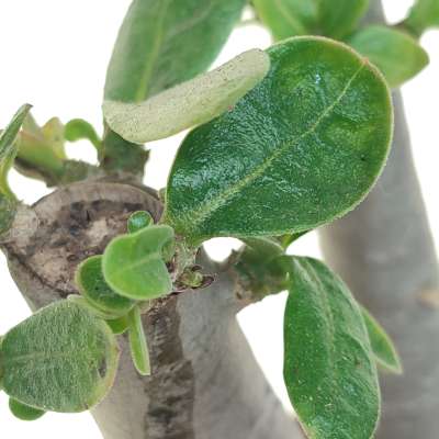 Adenium obesum - Giromagi