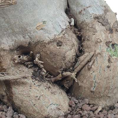 Adenium obesum - Giromagi