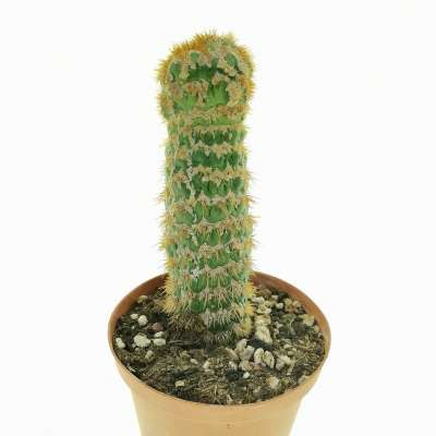 Trichocereus spachianus f. supermostruosa (Own Roots) - Giromagi