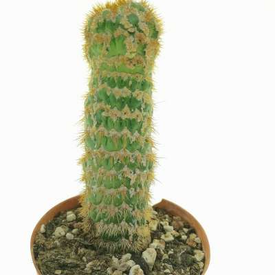 Trichocereus spachianus f. supermostruosa (Own Roots) - Giromagi