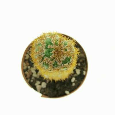 Trichocereus spachianus f. supermostruosa (Own Roots) - Giromagi